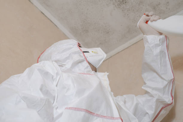 Why You Should Choose Our Mold Remediation Services in Newcomerstown, OH